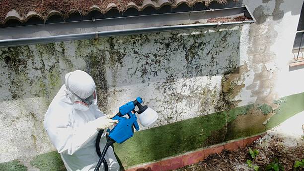 Top rated local Bathroom Mold Removal specialists in Spring Hope, NC